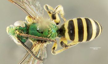 Media type: image;   Entomology 606441 Aspect: habitus dorsal view